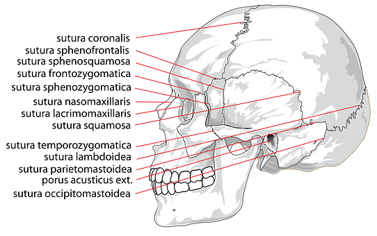 Human Skull Sutures Identification PNG