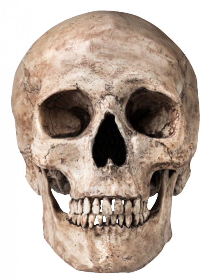 Human Skull Transparent Background.png PNG