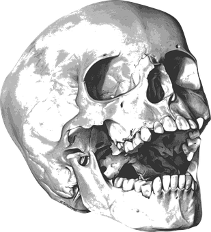 Human Skull Xray Image PNG