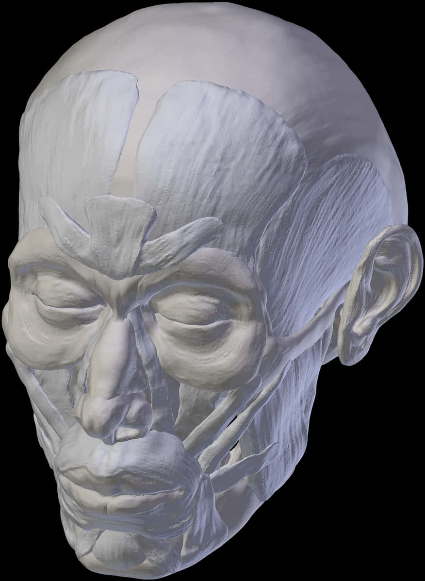 Human Skull3 D Model PNG