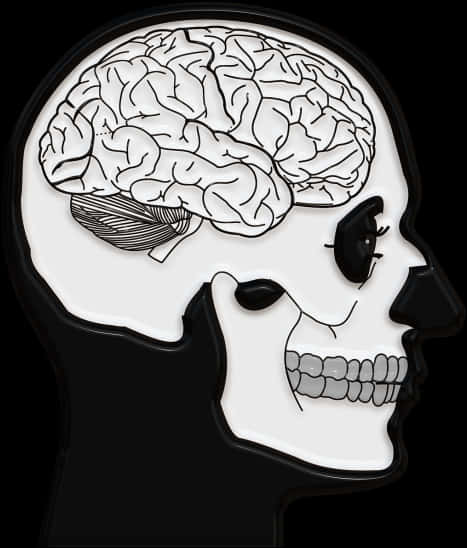 Human Skulland Brain Illustration PNG
