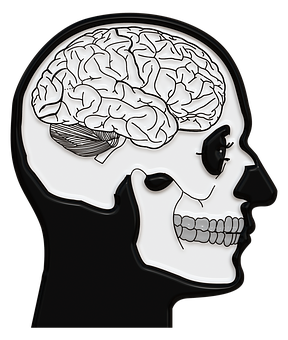Human Skulland Brain Illustration PNG