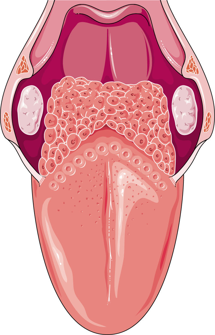 Human Tongue Anatomy Illustration PNG