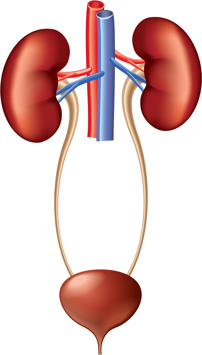 Human Urinary System Anatomy PNG