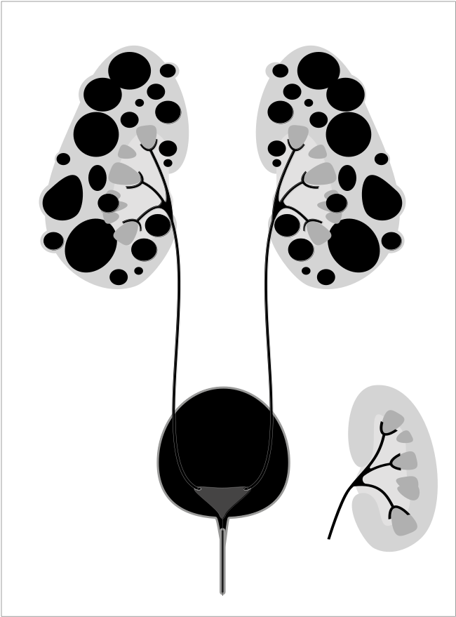 Human Urinary System Illustration PNG