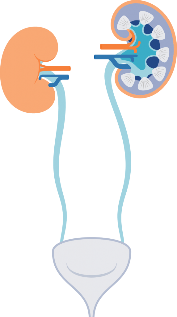 Human Urinary System Illustration PNG