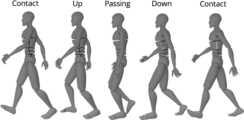 Human Walking Cycle Animation Stages PNG