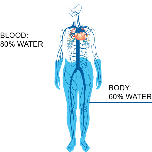 Human Water Content Infographic PNG