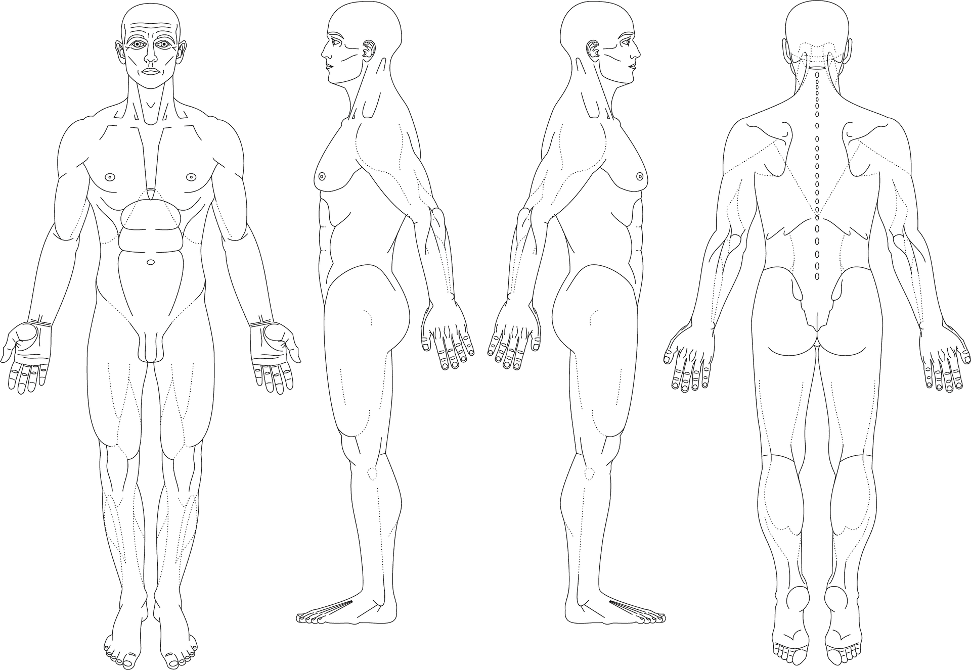 Human_ Anatomy_ Muscle_ Structure PNG