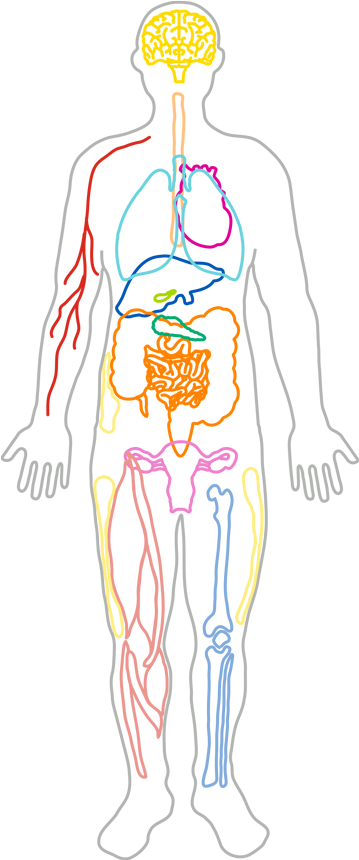 Human_ Circulatory_and_ Respiratory_ Systems_ Sketch PNG