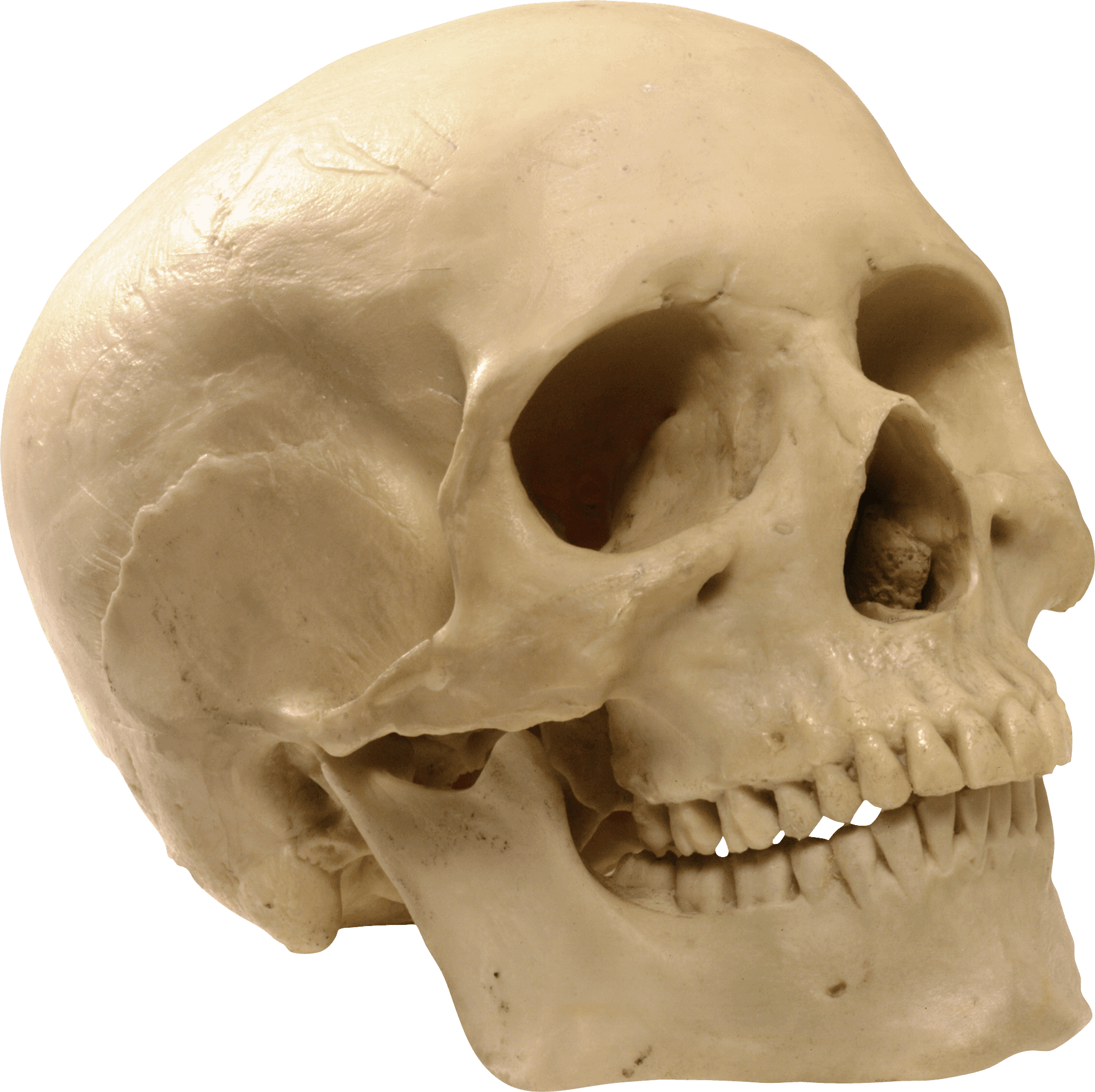 Human_ Skull_ With_ Teeth_ Closeup PNG