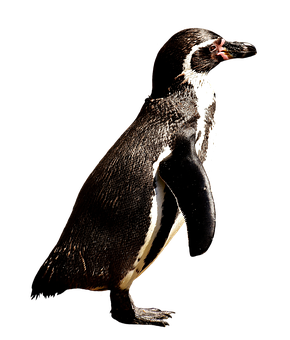 Humboldt Penguin Black Background PNG
