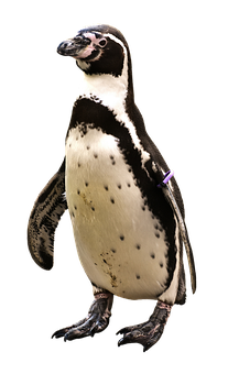 Humboldt Penguin Standing PNG