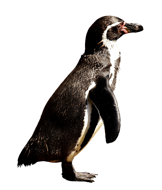 Humboldt Penguin Standing PNG