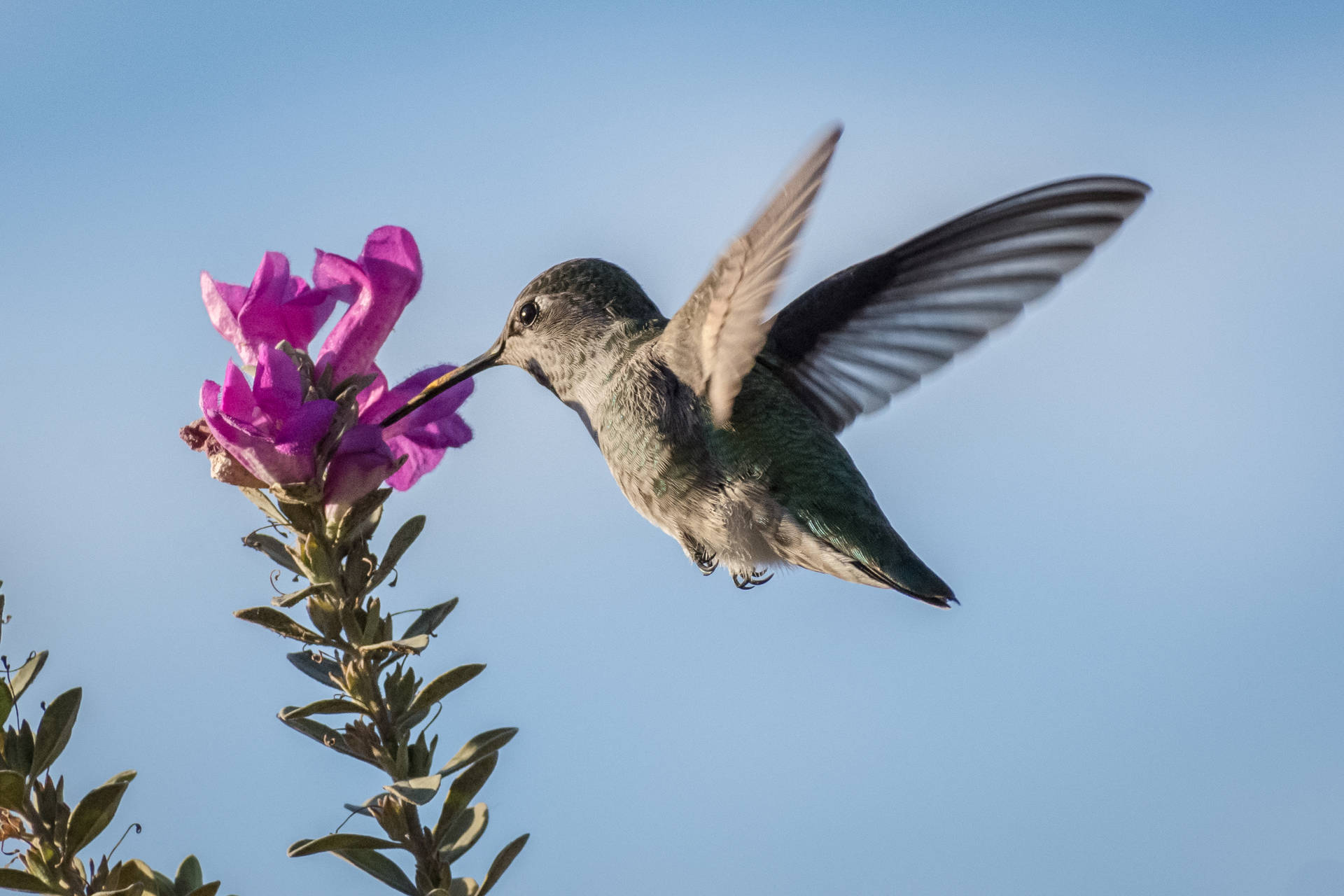 Humming Bird Sipping Nectar