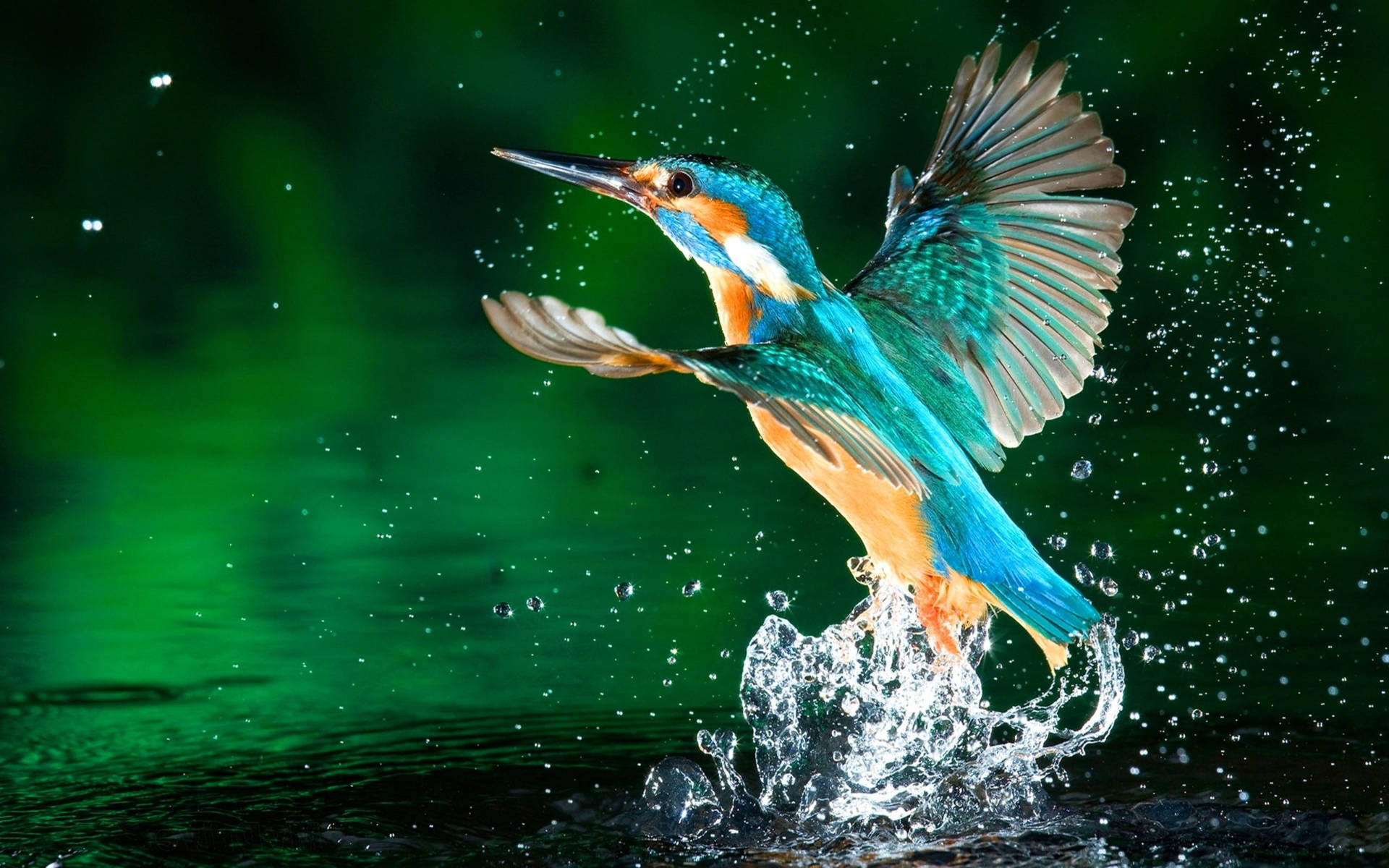 Hummingbird Above Water Wallpaper