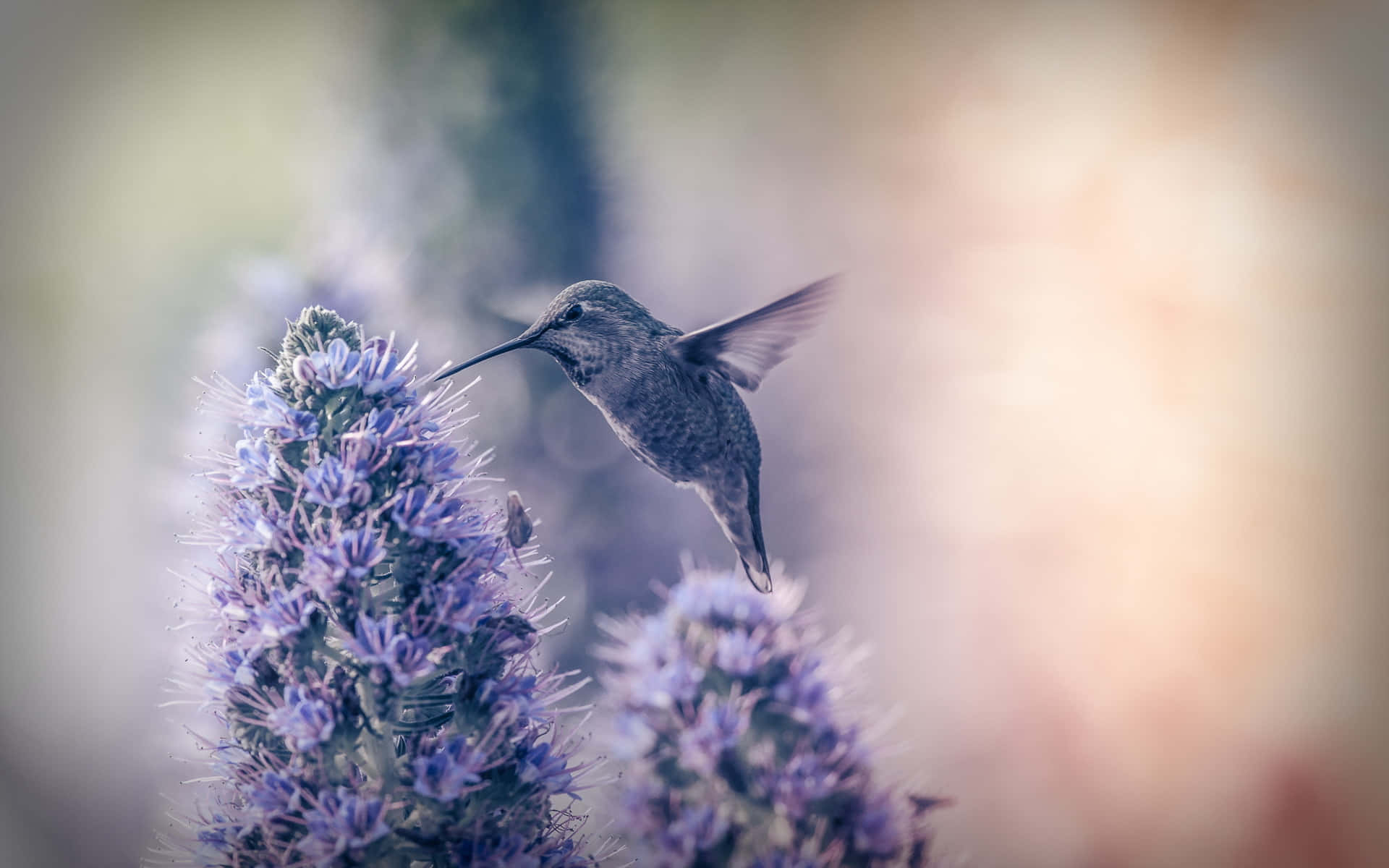 Delightful Hummingbird Feeding From A Flower