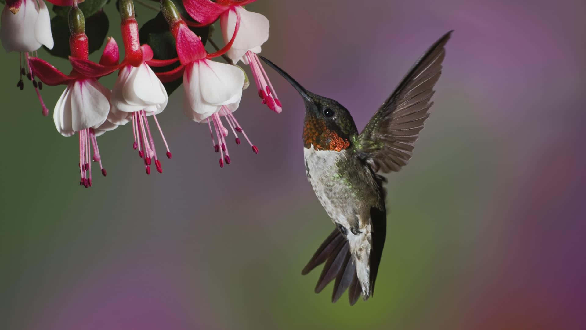 A colorful hummingbird surrounded by a vibrant background