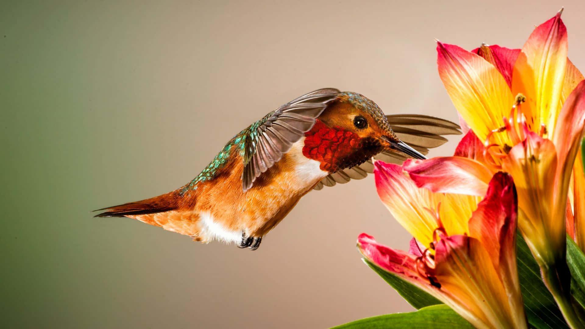 Einwunderschöner Kolibri Im Flug