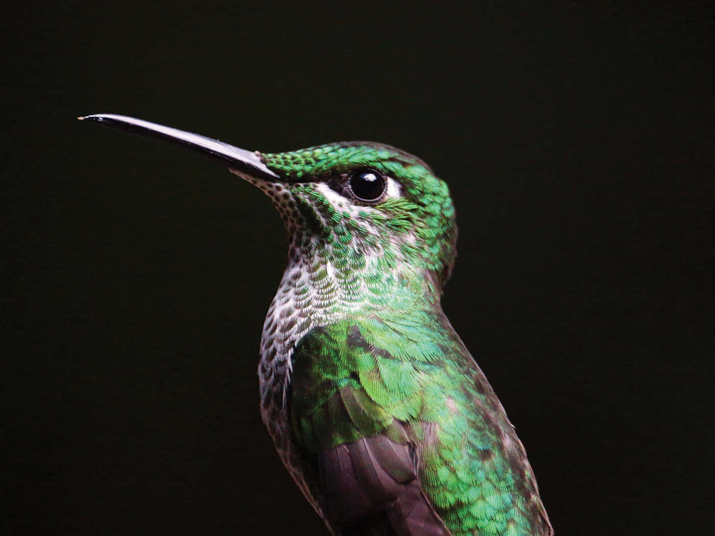 Naturfarverpå Skærmen - Baggrund Med Kolibri