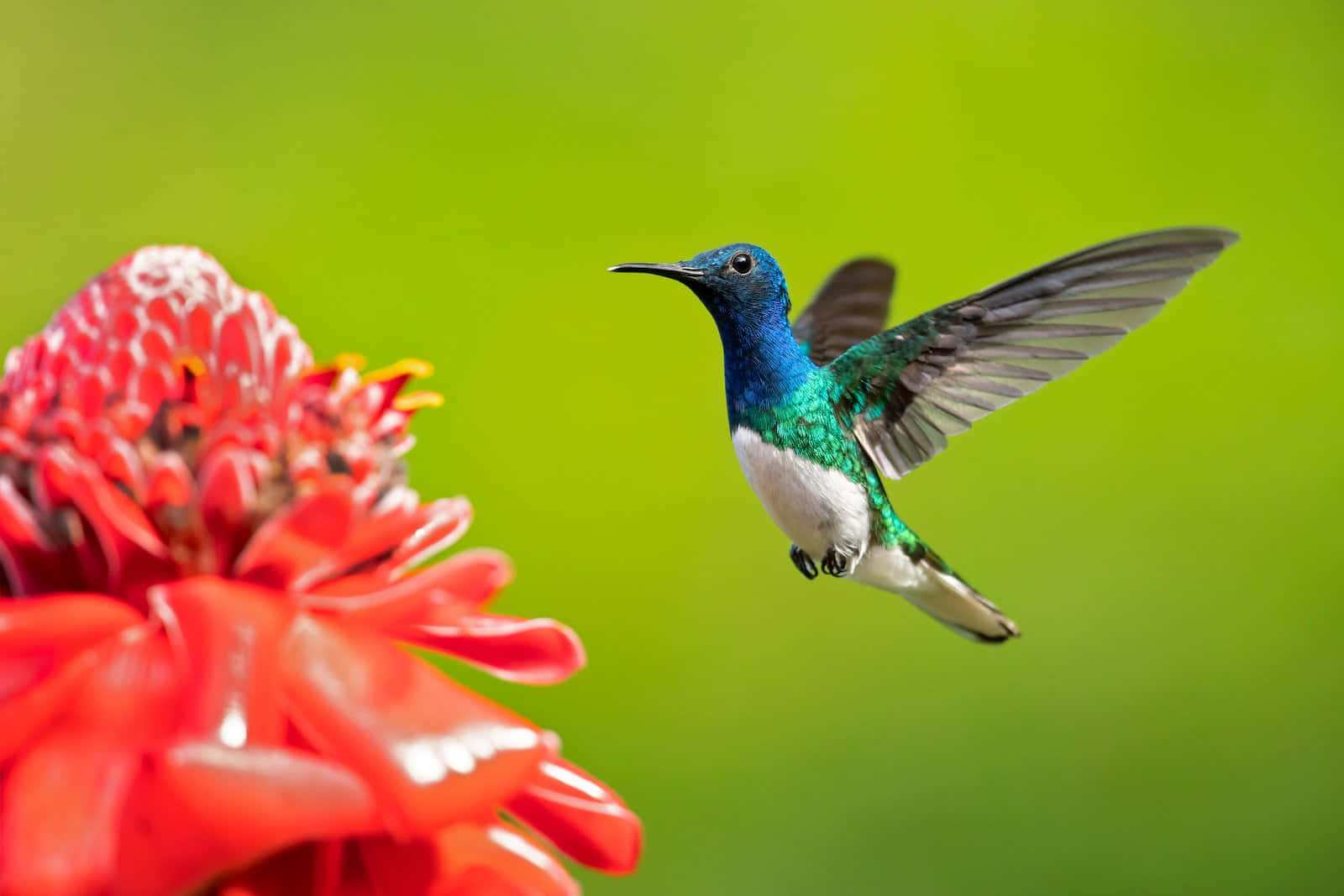 A beautiful hummingbird peacefully perched against a bright blooming flower
