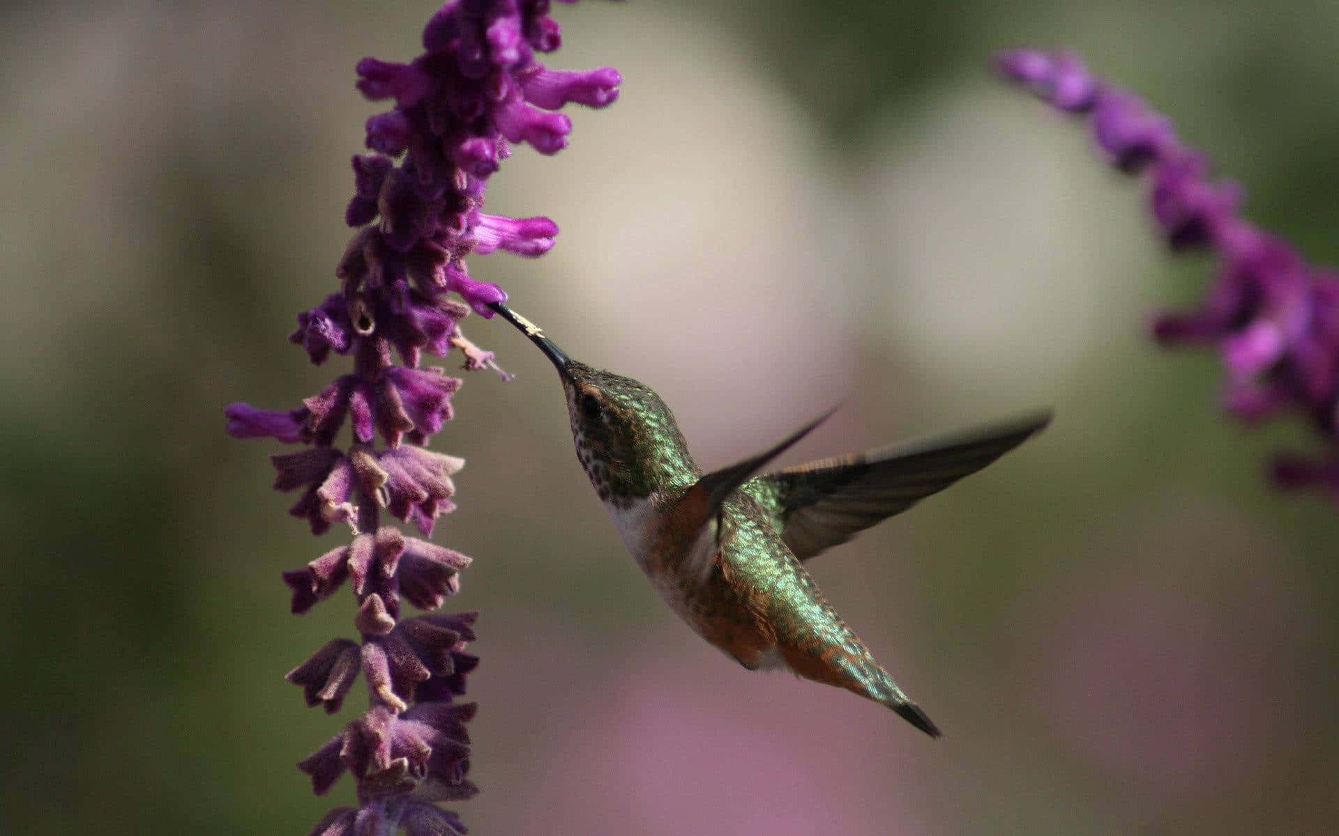 A vibrant hummingbird enjoying the sweet nectar of a flower.