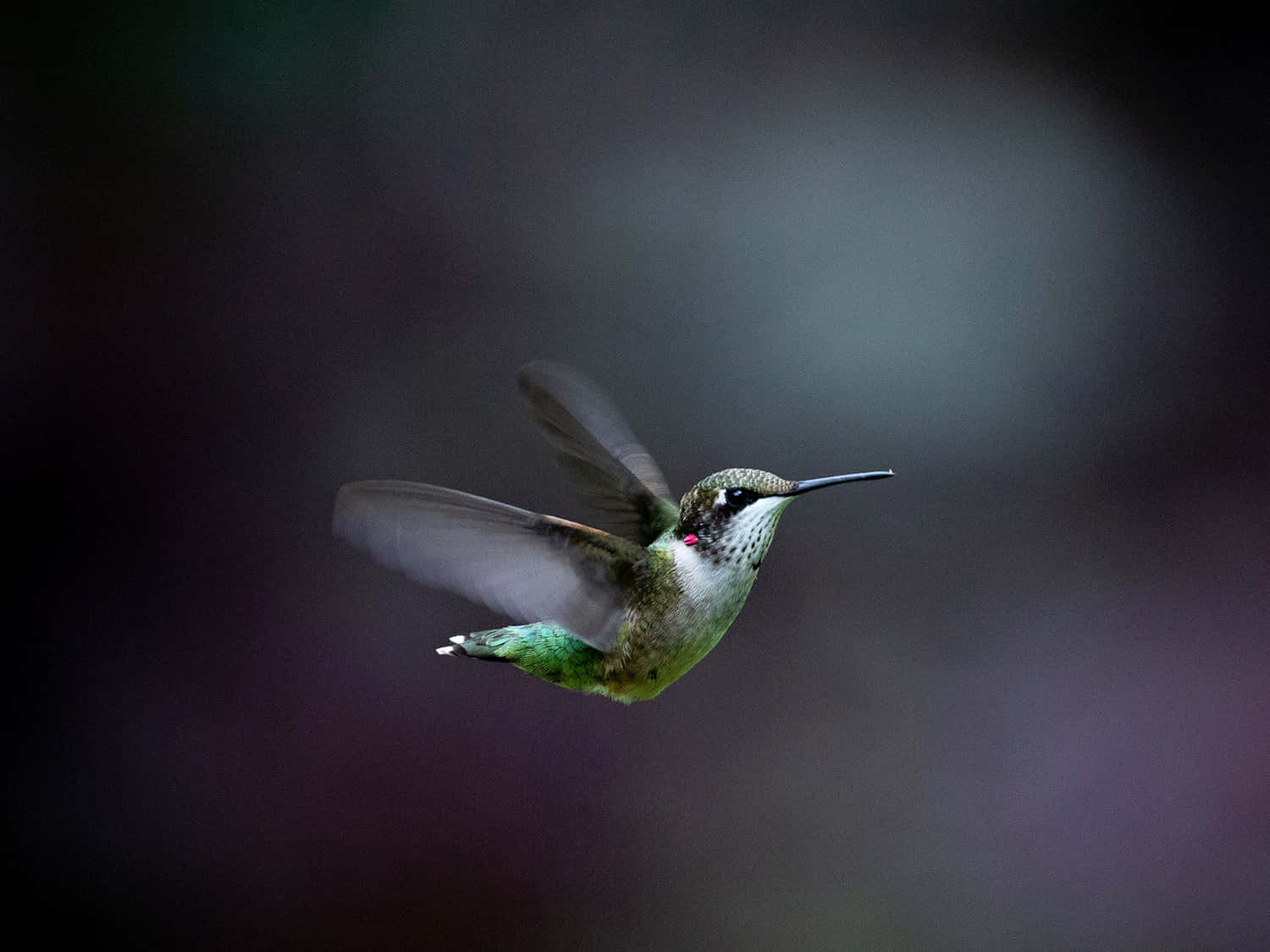 A hummingbird in flight
