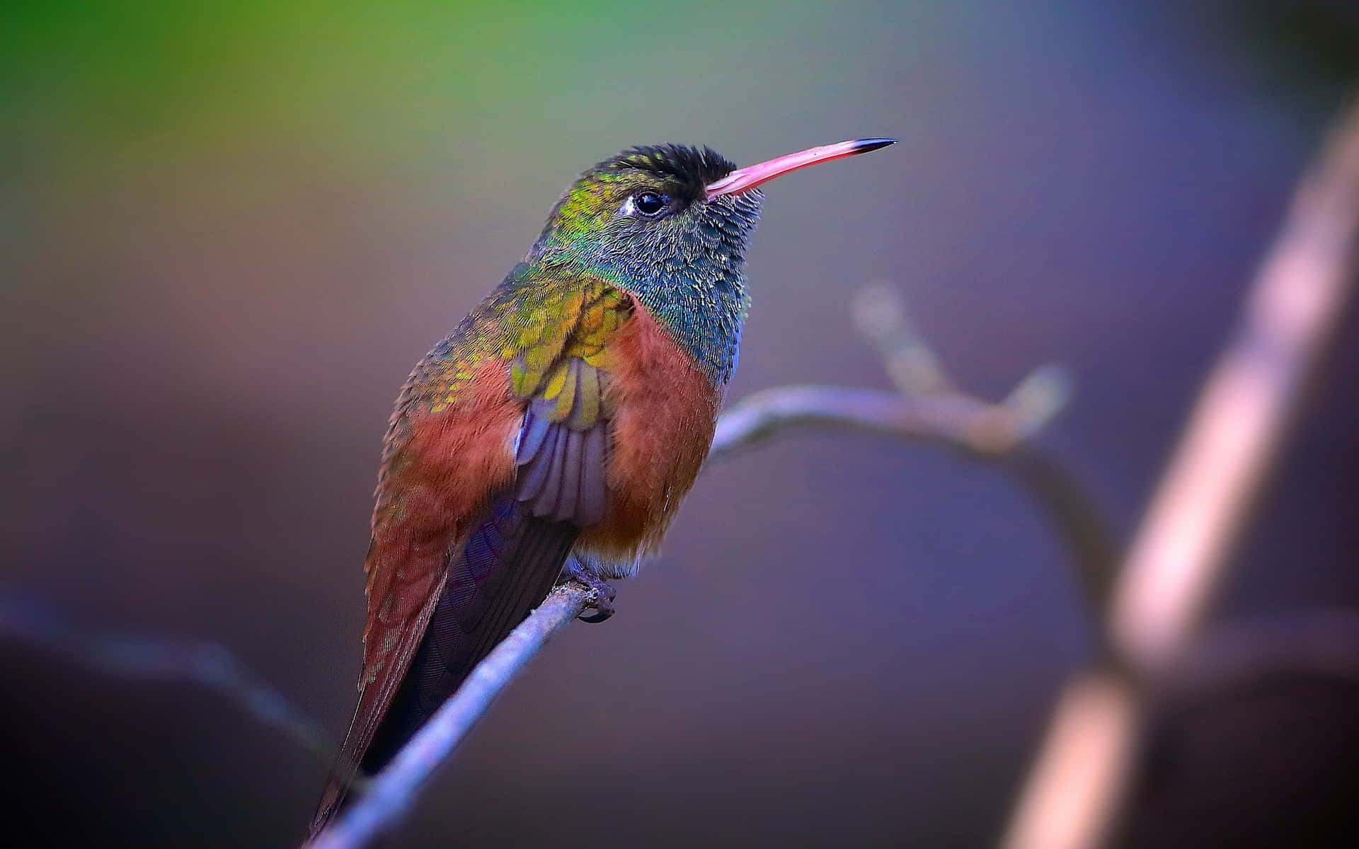 Vibrant Hummingbird In Nature's Embrace