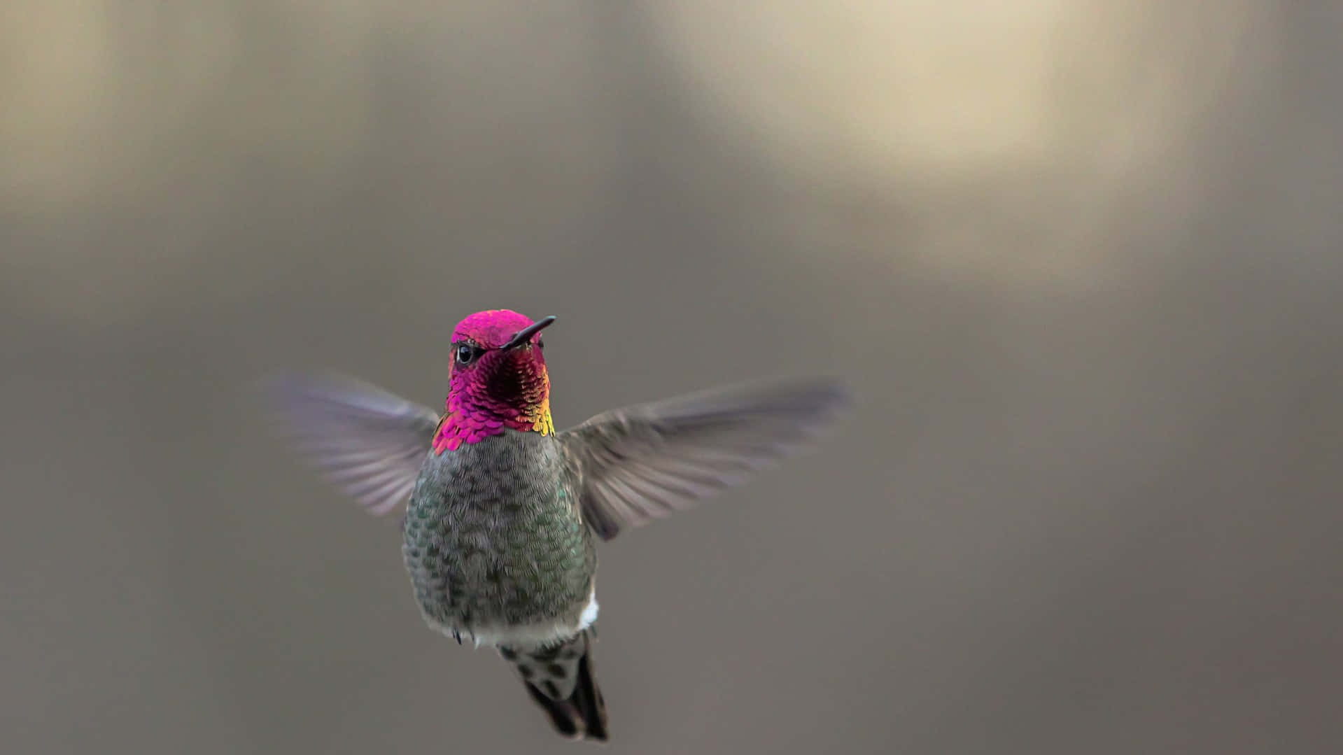 Billedeaf En Skinnende Kolibri Med En Farverig Fjerdragt, Der Sidder På En Blomstrende Baggrund.