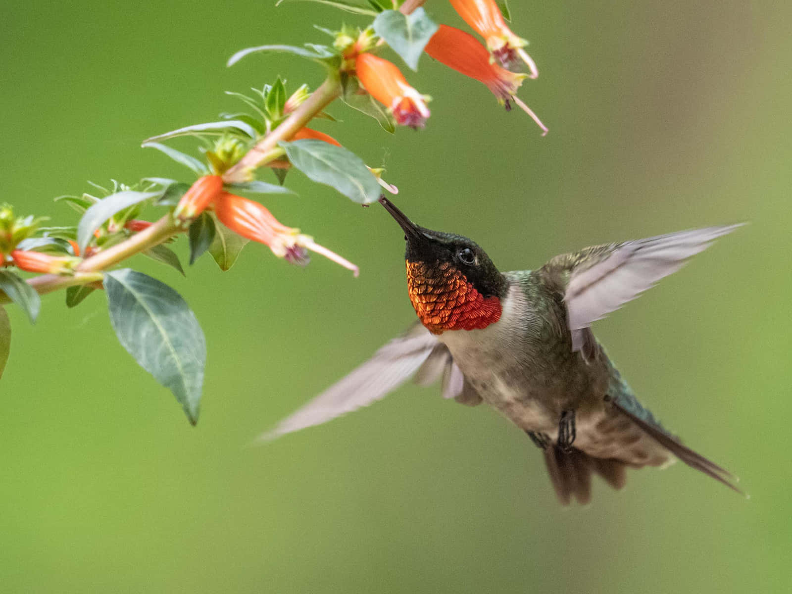 A beautiful hummingbird with colorful wings pauses in mid-air
