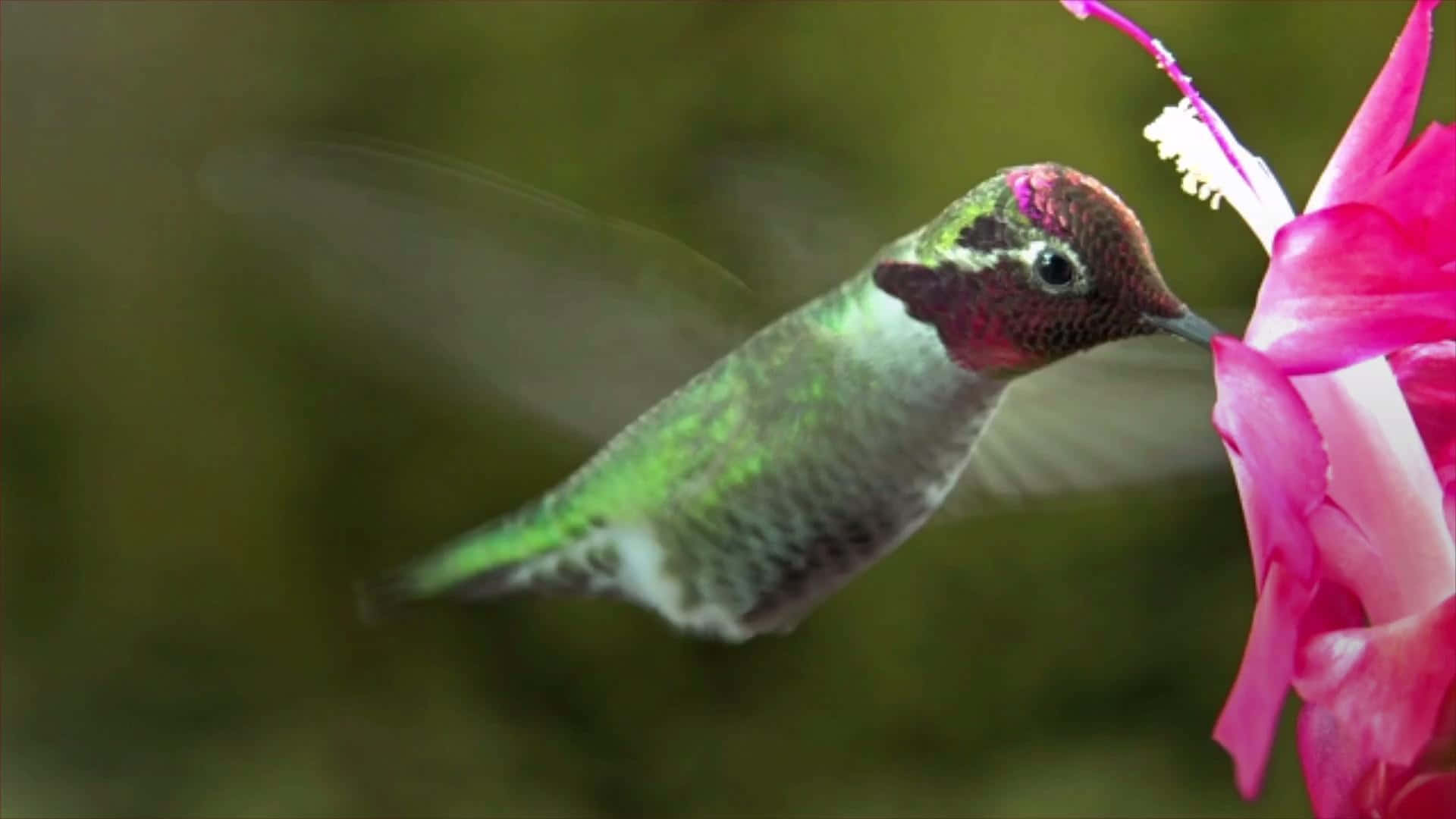 Enfärgstark Och Livlig Kolibri Dricker Från En Exotisk Blomma.