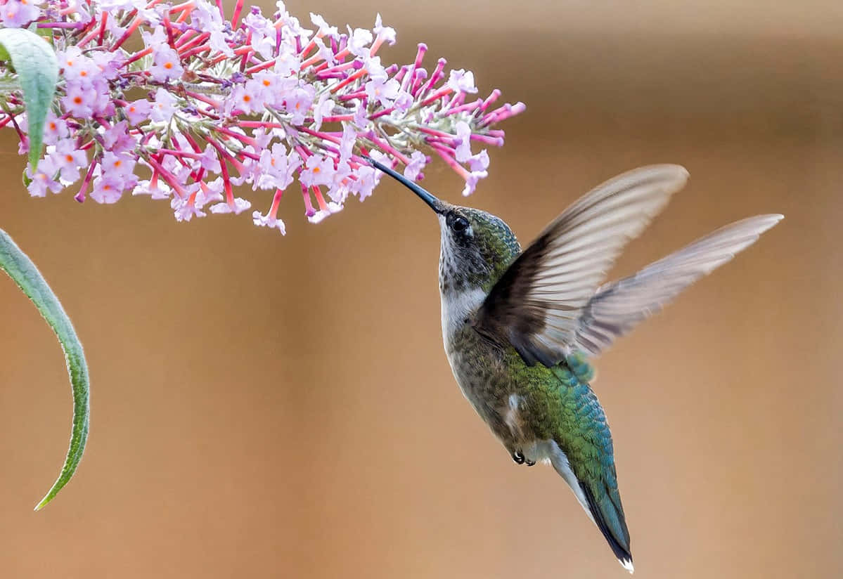 Enfarverig Lille Kolibri Flyver Væk.