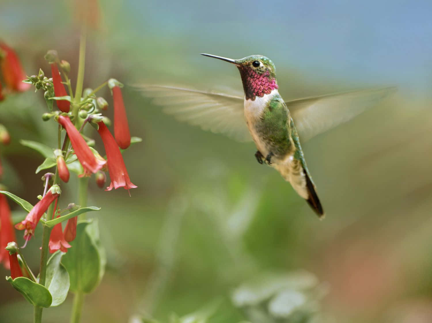 A tiny hummingbird gathering nectar from a bright pink flower