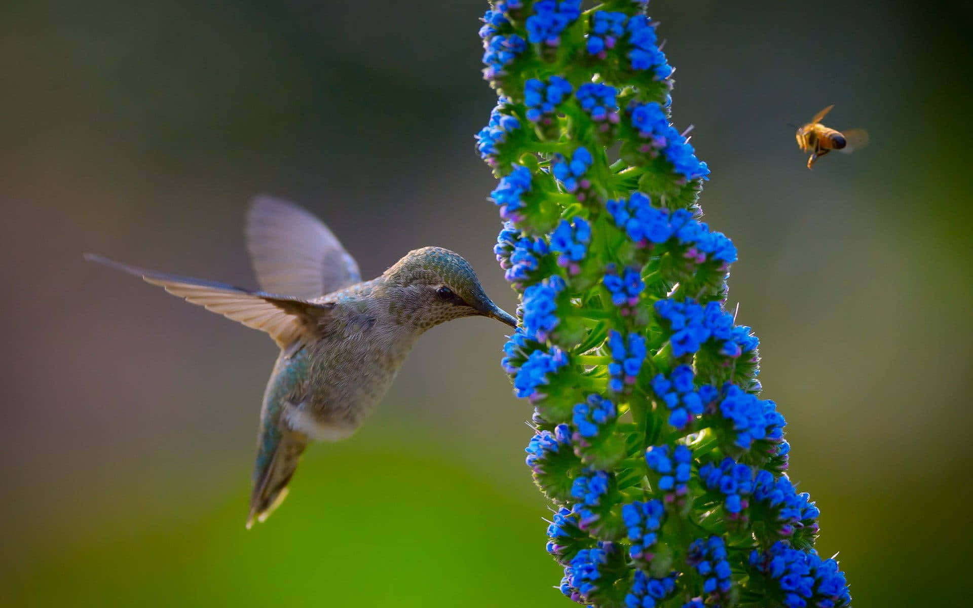 A beautiful hummingbird in the garden
