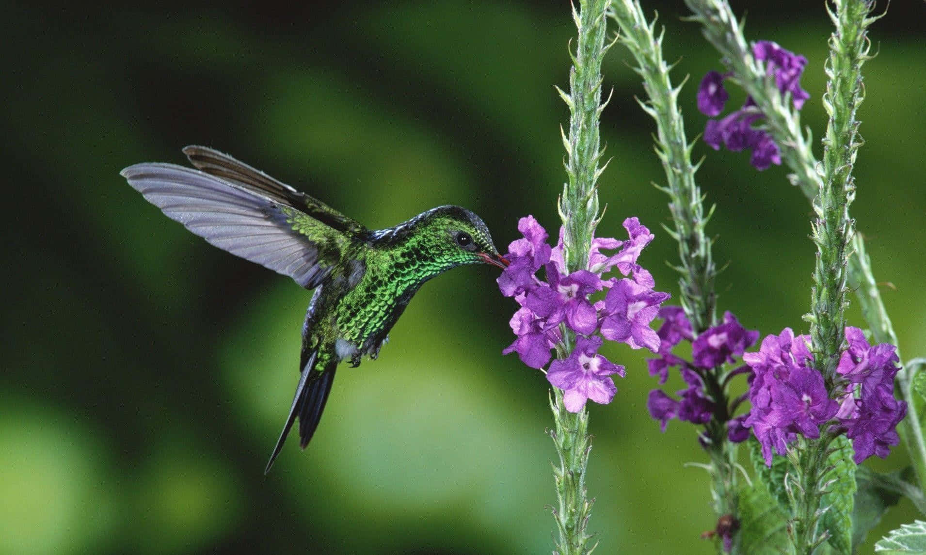 "A beautiful hummingbird enjoys a lovely day among the flowers."