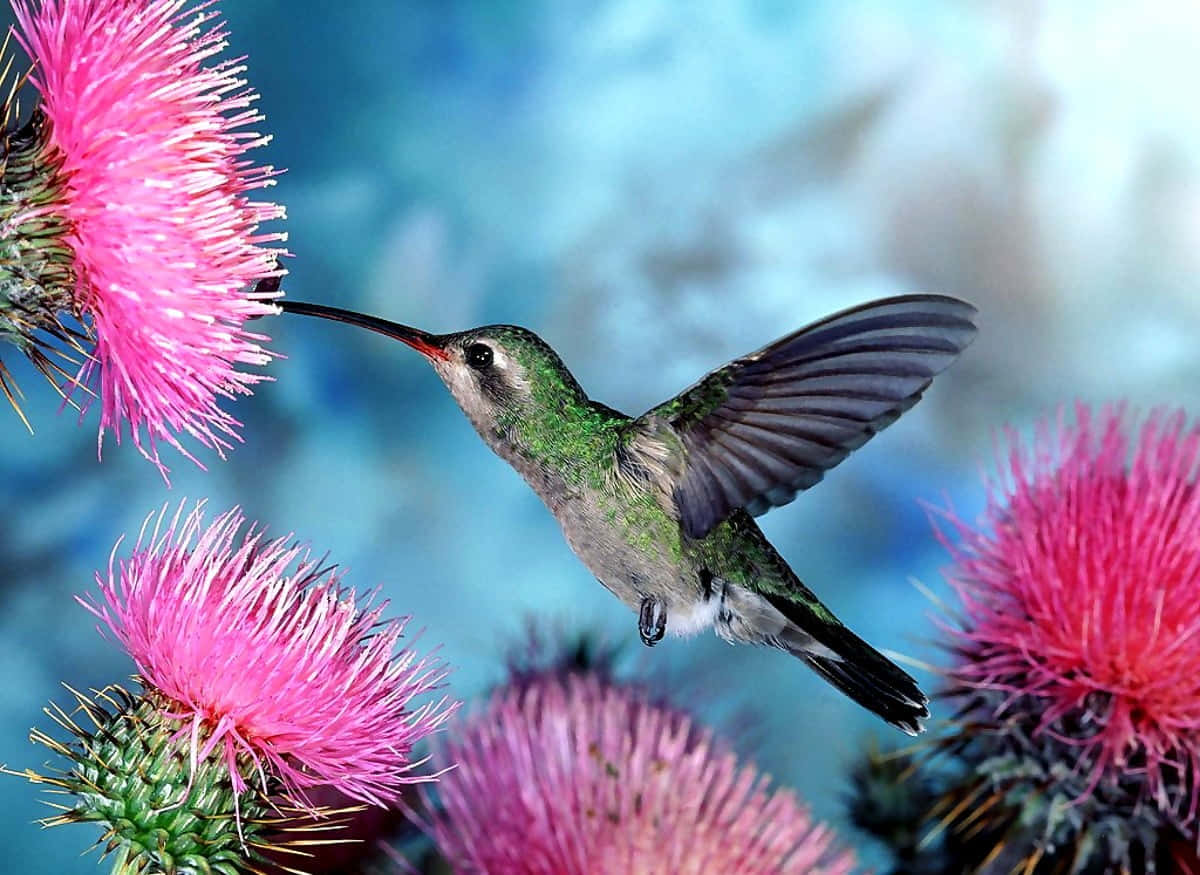 A vibrant hummingbird with a green background