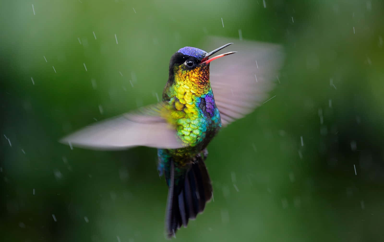 A beautiful hummingbird fluttering their wings