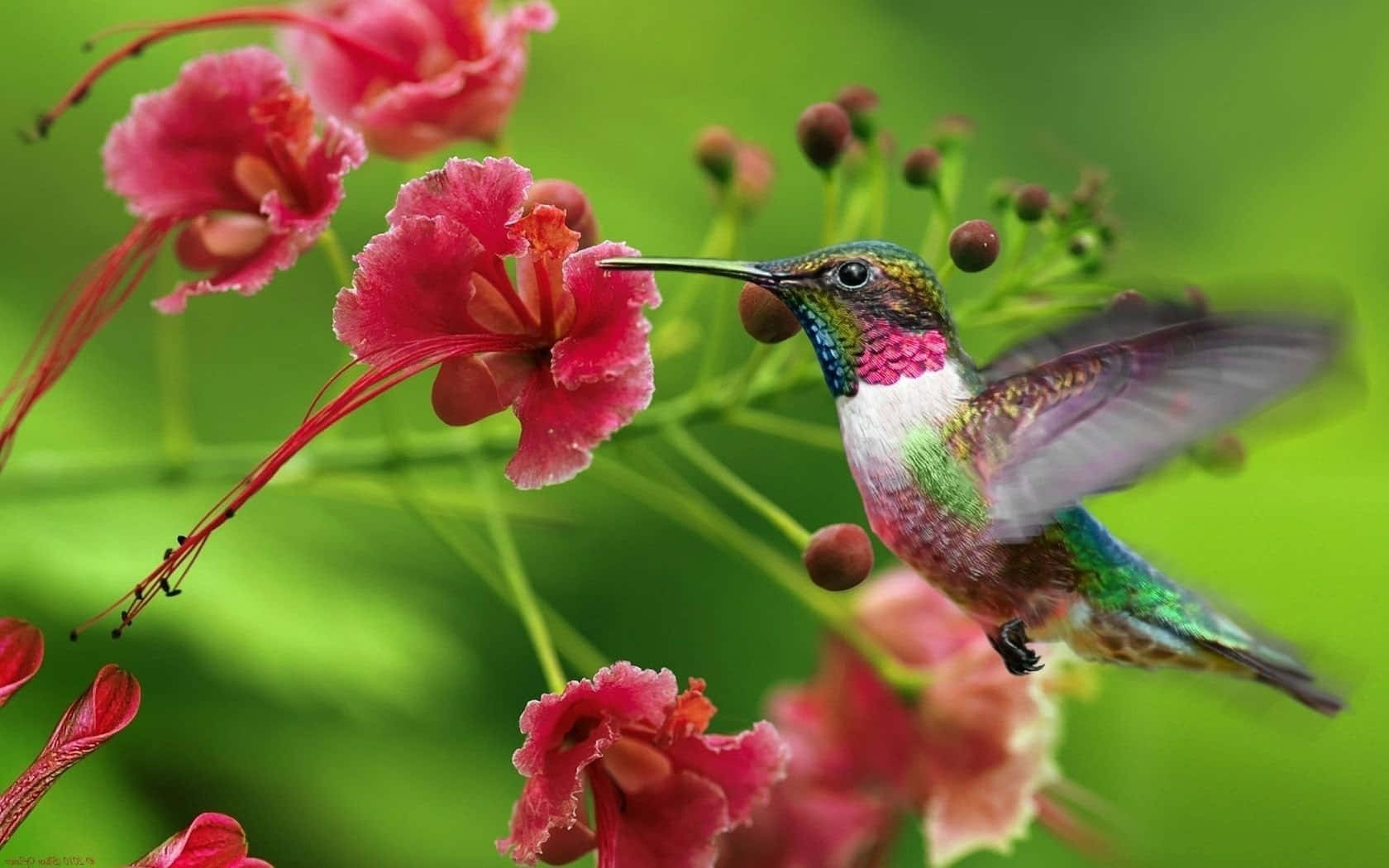 Hummingbird Flies Into the Distant Sky