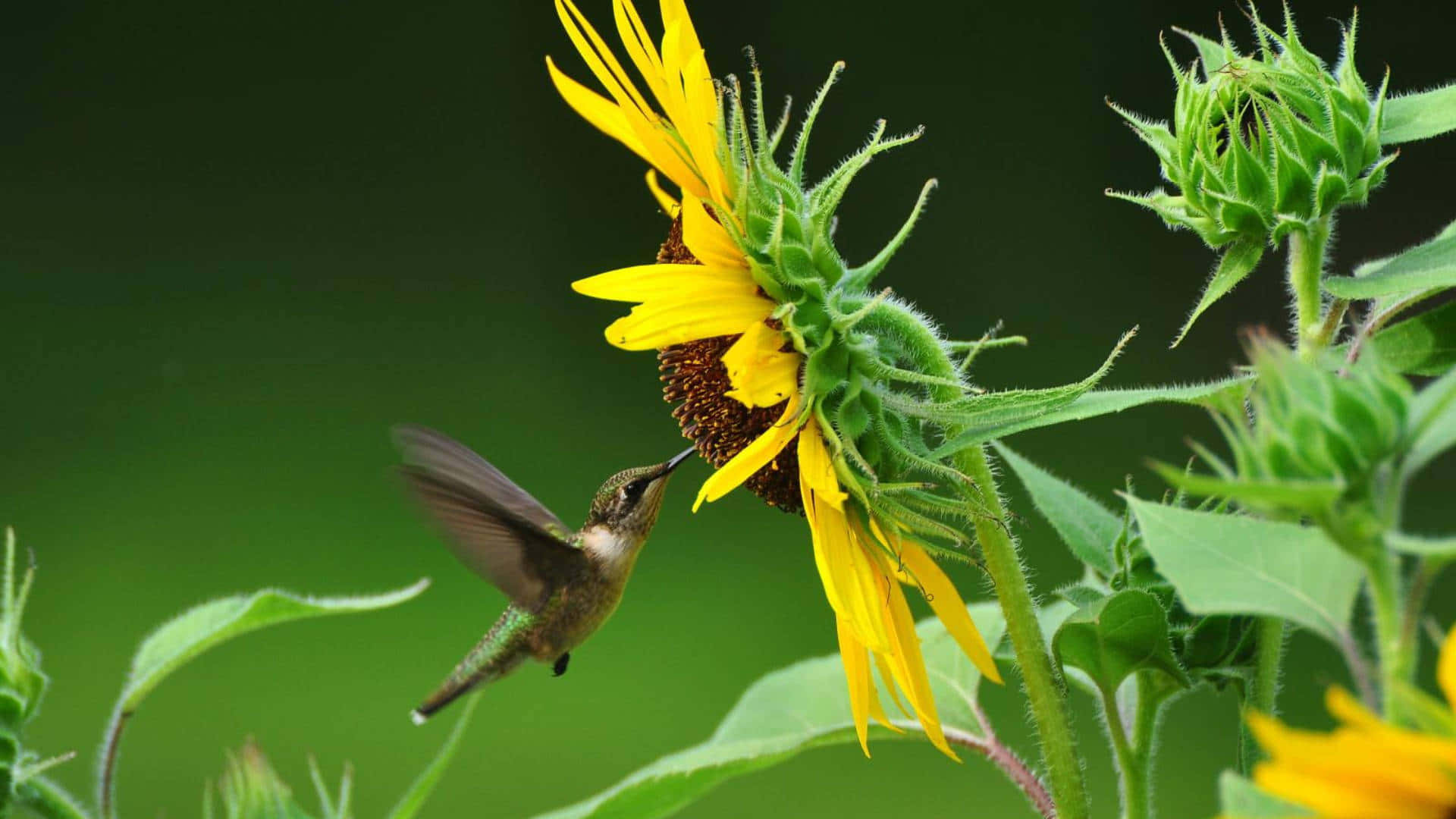 A beautiful hummingbird resting in a flower.
