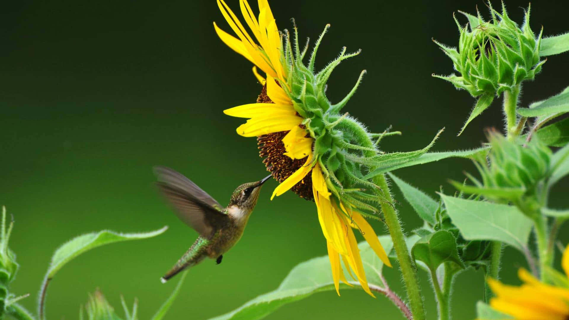 Envacker Kolibri Som Vilar I En Blomma.