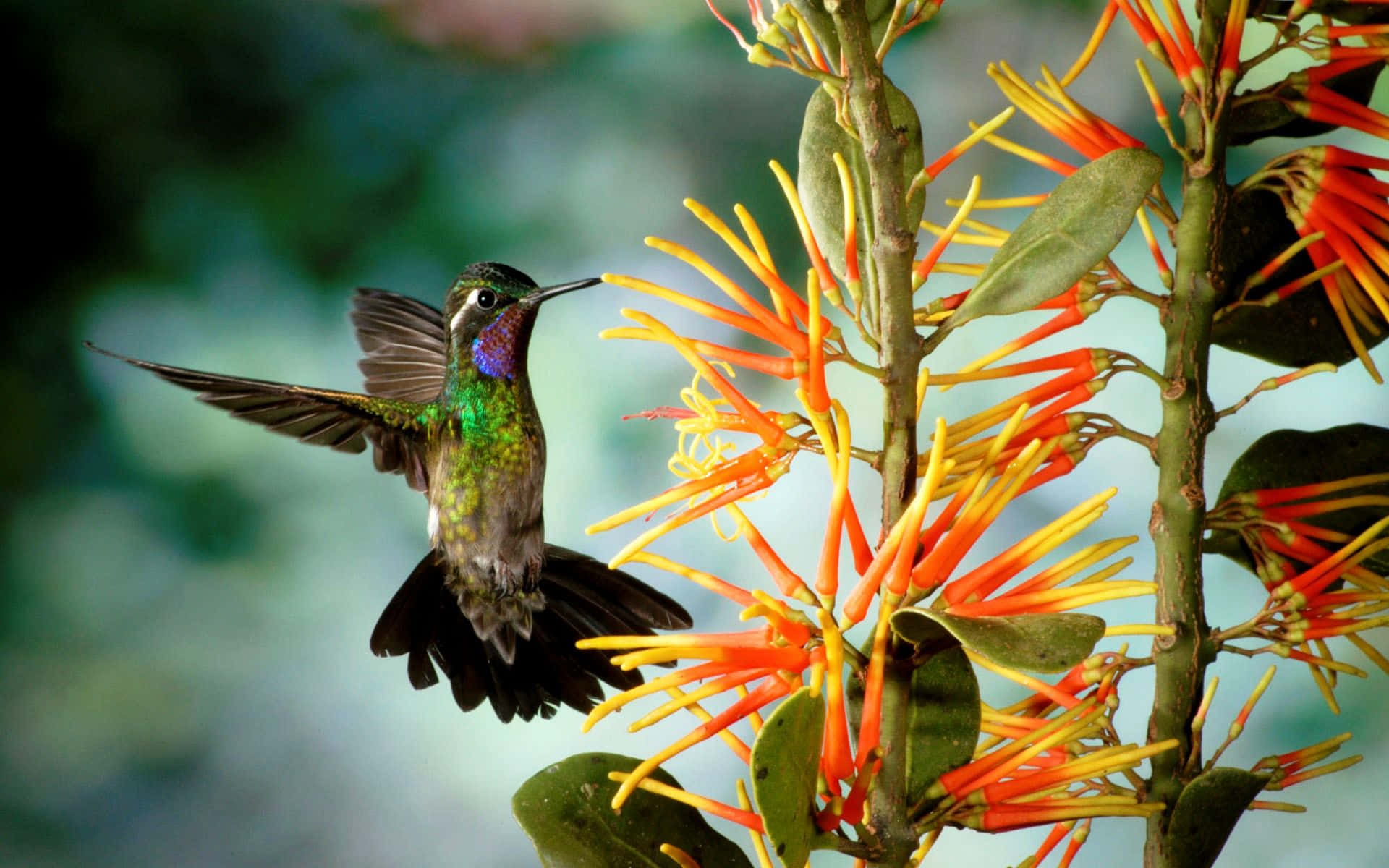 Einmagischer Blick Auf Den Kolibri