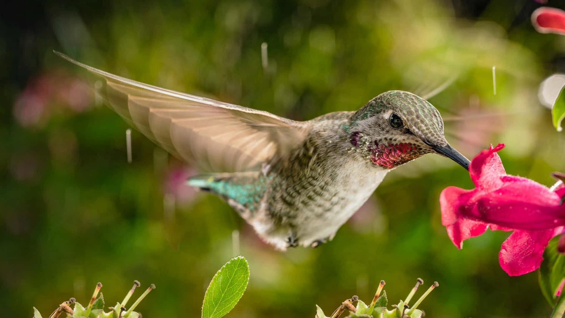 A beautiful hummingbird perched on a flower enjoying the warm summer air.