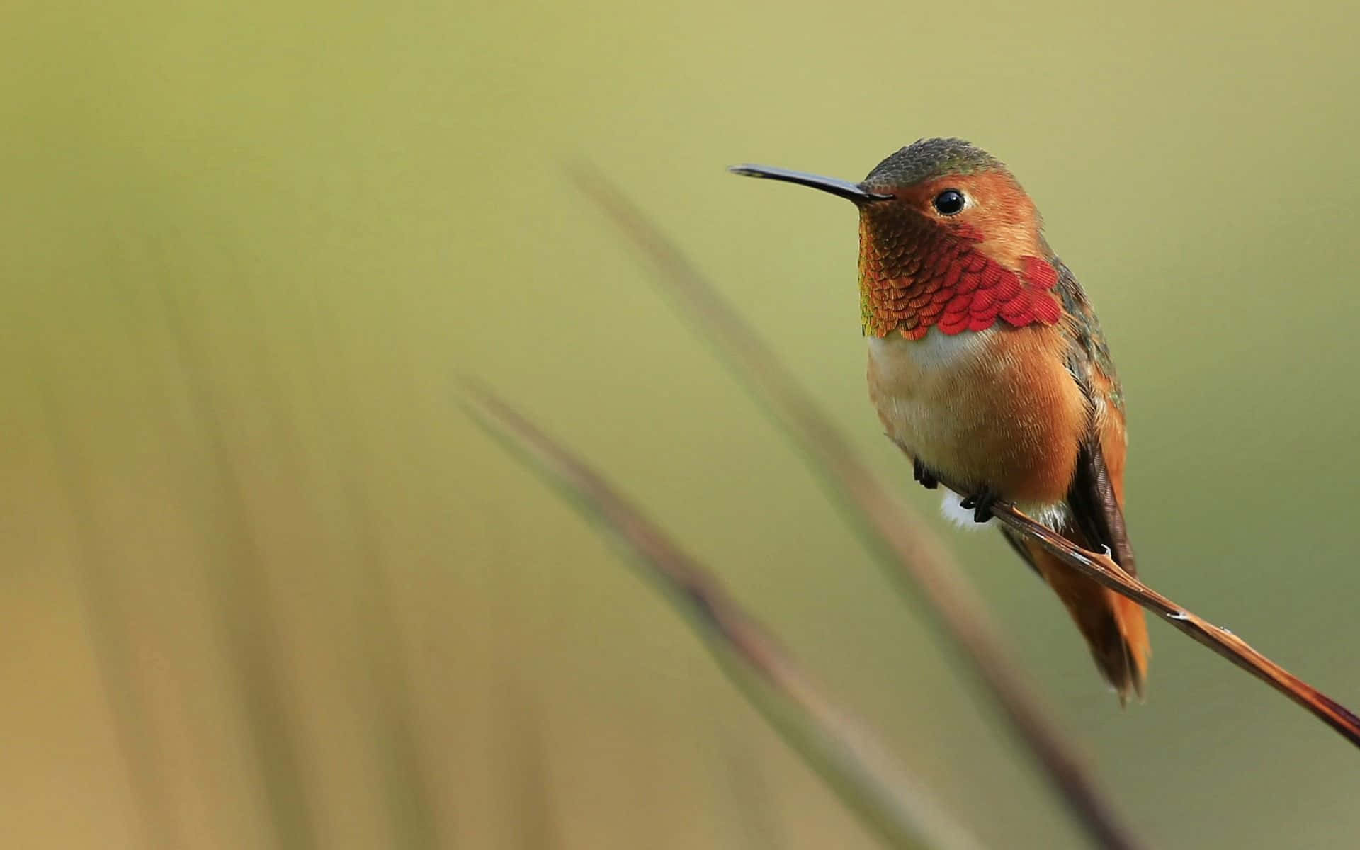 Vibrant Hummingbird In Flight Against Green Background
