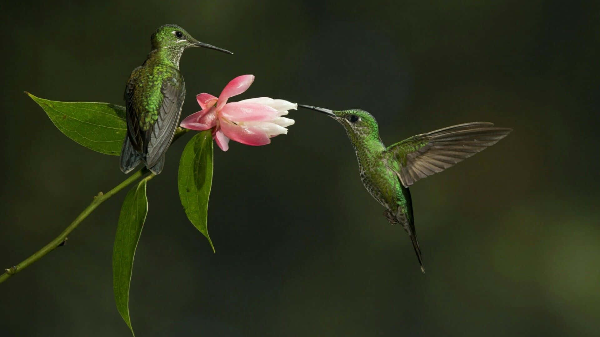 Einlebhafter Kolibri Sitzt Auf Einem Ast In Einem Wunderschönen Garten.