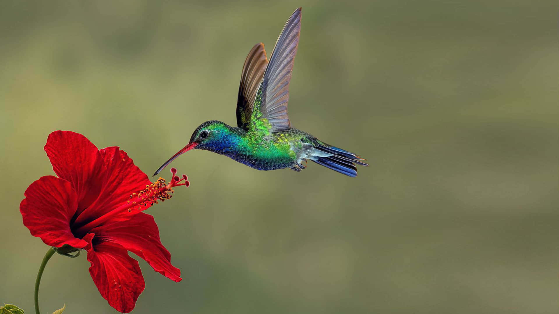 Mensden Samler Nektar Fra En Smuk Blomst, Glæder Denne Lille Kolibri Os Alle Med Dens Levende Farver.