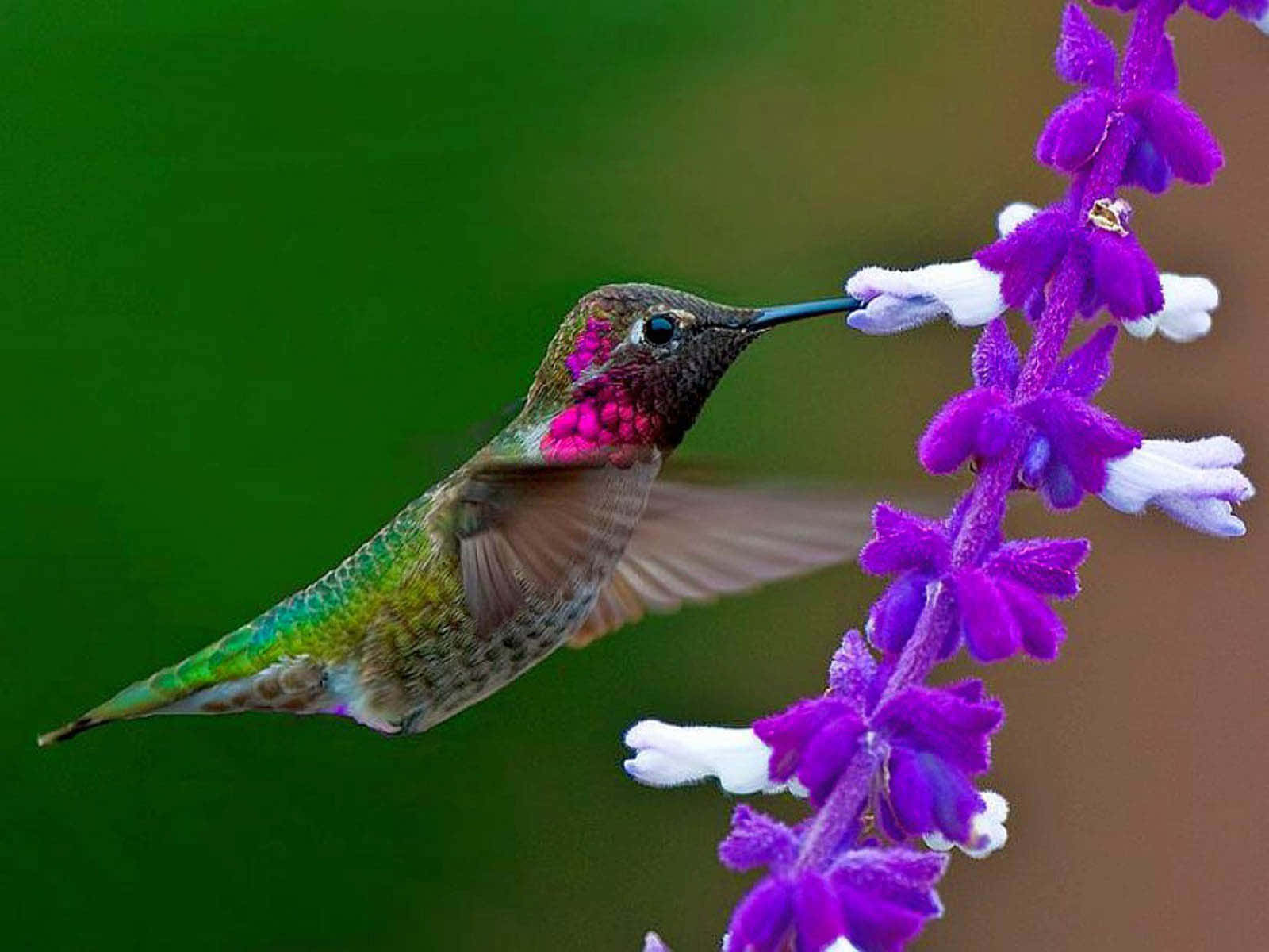 Einwinziger Kolibri Ruht Sich Schnell Auf Der Spitze Einer Weißen Blume Aus.