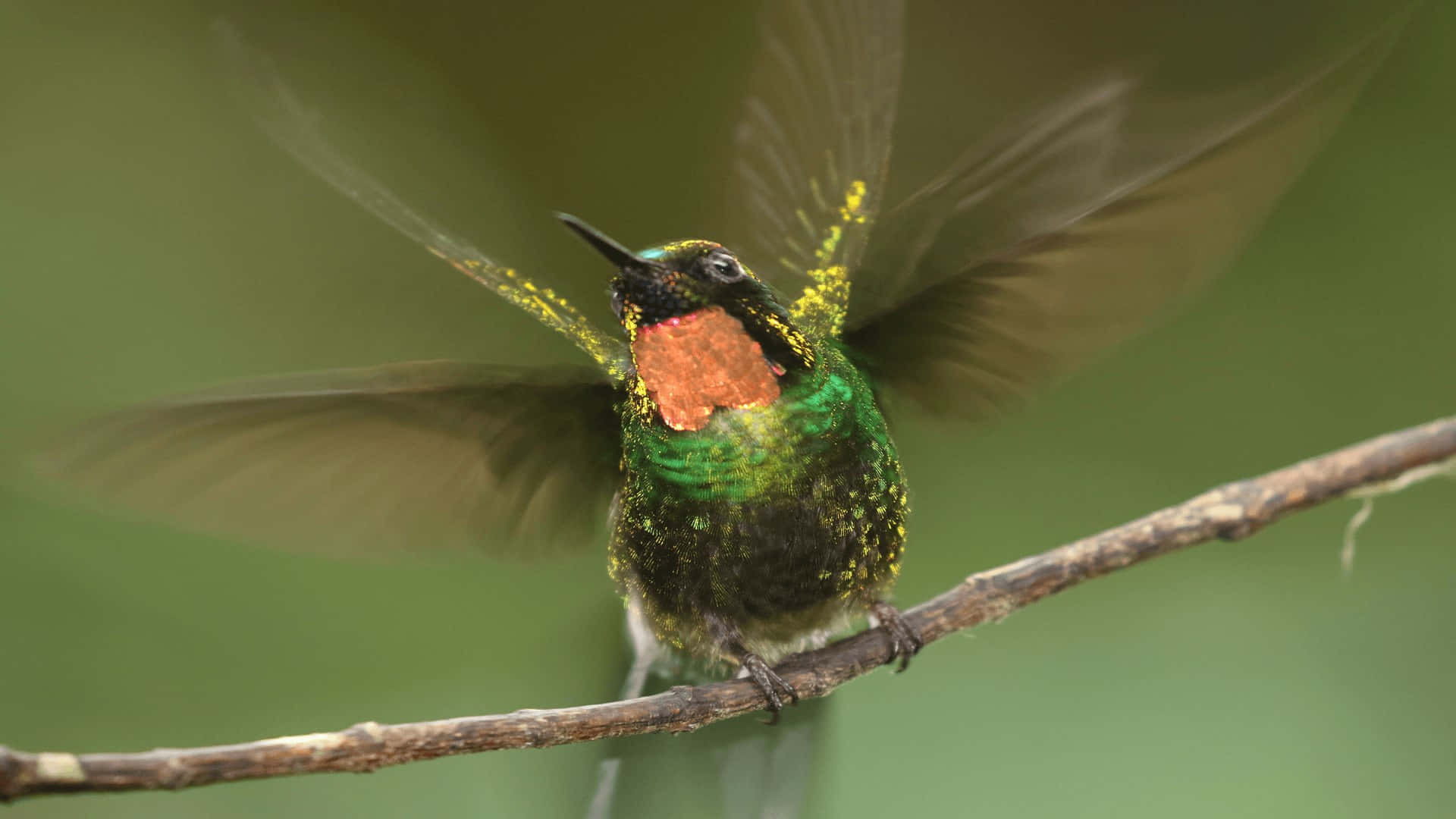 Einwunderschöner Kolibri Sitzt Am Rand Einer Blume.