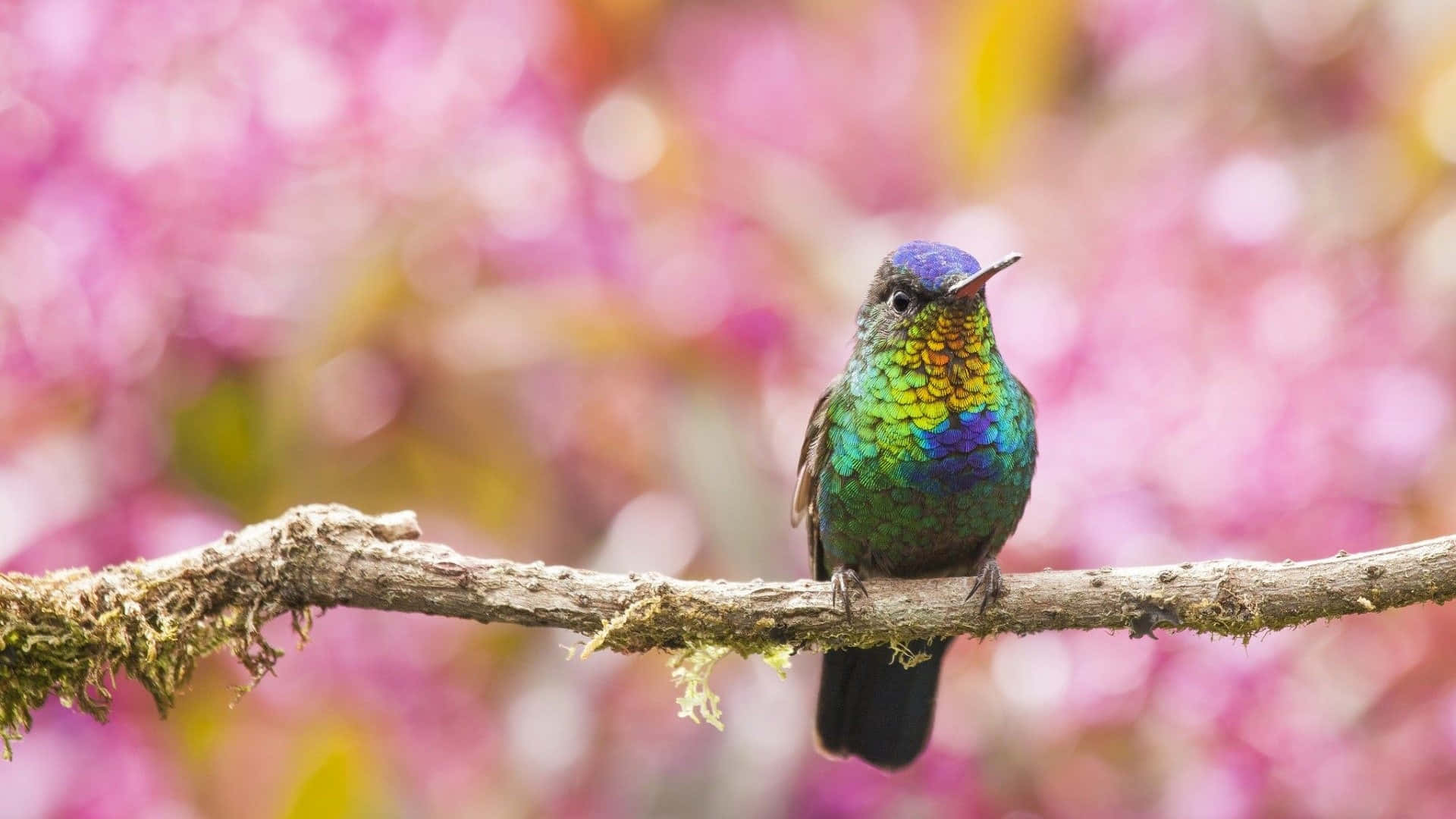 “Beautiful Hummingbird in flight”