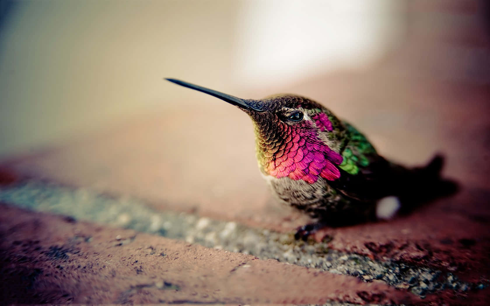Einenahaufnahme Eines Wunderschönen Kolibris, Der Seine Flügel Flattert, Umgeben Von Üppigem Grünem Laub.