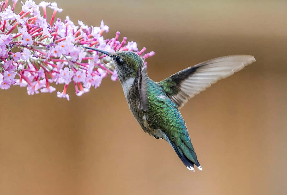 Einwunderschöner Kolibri Sitzt Auf Einem Ast
